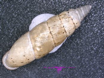 Media type: image;   Malacology 167061 Description: Live specimen.;